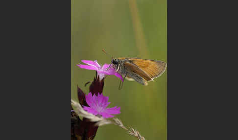 Braunkolbiger Braundickkopffalter (Thymelicus sylvestris)