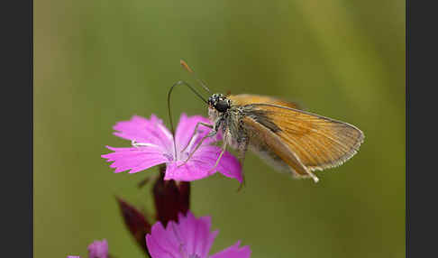 Braunkolbiger Braundickkopffalter (Thymelicus sylvestris)