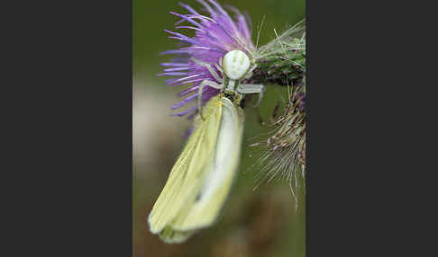 Veränderliche Krabbenspinne (Misumena vatia)