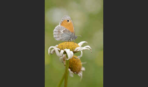 Gemeines Wiesenvögelchen (Coenonympha pamphilus)