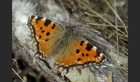 Großer Fuchs (Nymphalis polychloros)