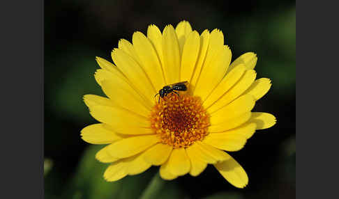 Blaue Keulhornbiene (Ceratina cyanea)