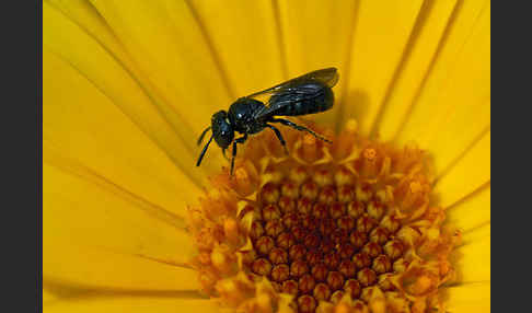 Blaue Keulhornbiene (Ceratina cyanea)