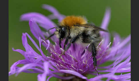 Ackerhummel (Bombus pascuorum)