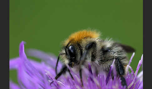 Ackerhummel (Bombus pascuorum)