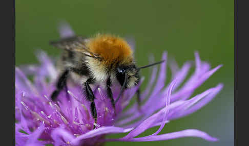 Ackerhummel (Bombus pascuorum)