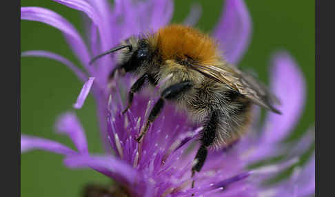 Ackerhummel (Bombus pascuorum)