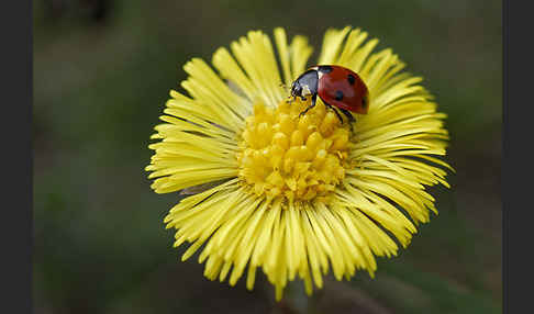 Siebenpunkt-Marienkäfer (Coccinella septempunctata)