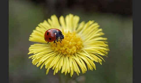 Siebenpunkt-Marienkäfer (Coccinella septempunctata)