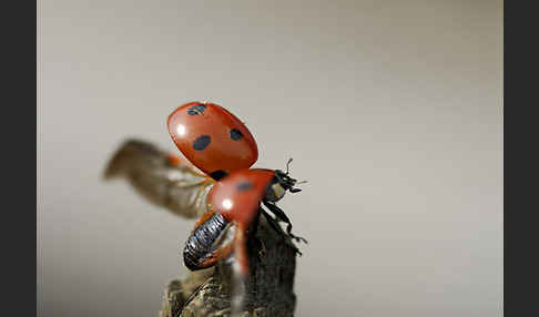 Siebenpunkt-Marienkäfer (Coccinella septempunctata)