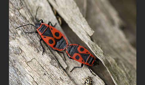 Feuerwanze (Pyrrhocoris apterus)