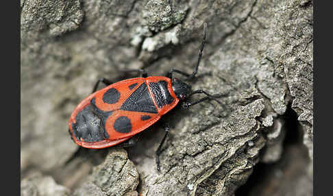 Feuerwanze (Pyrrhocoris apterus)