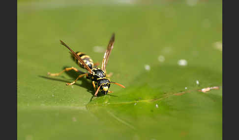 Französische Feldwespe (Polistes dominulus)