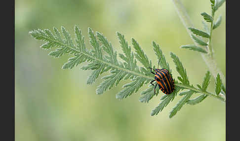 Streifenwanze (Graphosoma lineatum)