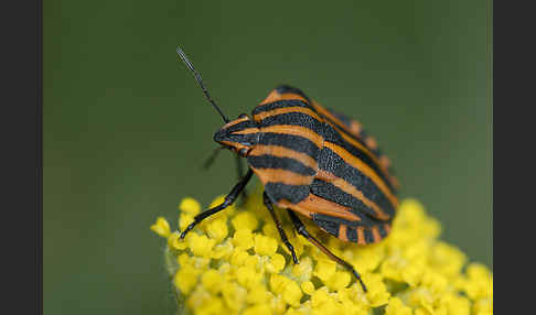 Streifenwanze (Graphosoma lineatum)