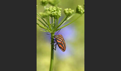 Streifenwanze (Graphosoma lineatum)