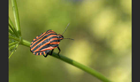 Streifenwanze (Graphosoma lineatum)