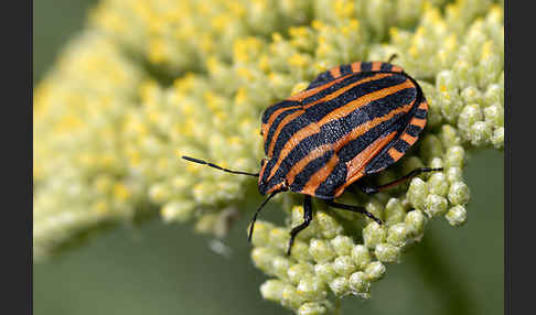 Streifenwanze (Graphosoma lineatum)