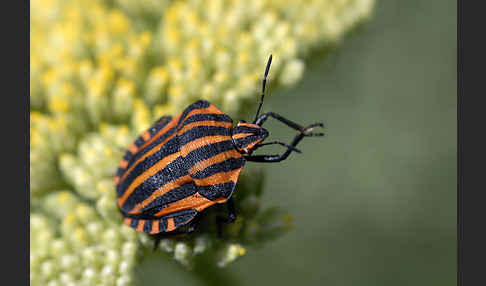 Streifenwanze (Graphosoma lineatum)