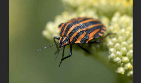 Streifenwanze (Graphosoma lineatum)