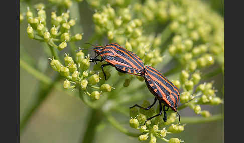 Streifenwanze (Graphosoma lineatum)