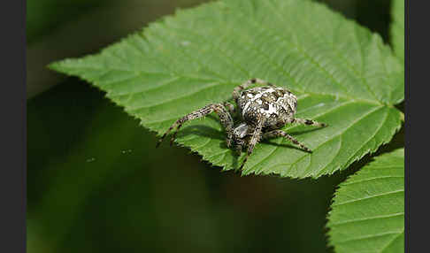 Gartenkreuzspinne (Araneus diadematus)