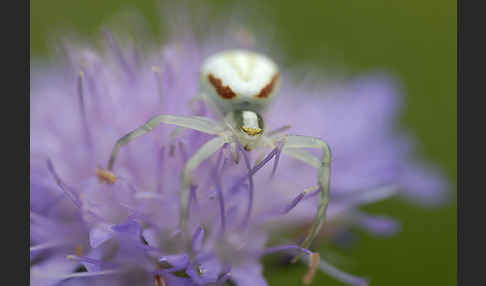 Veränderliche Krabbenspinne (Misumena vatia)