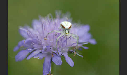 Veränderliche Krabbenspinne (Misumena vatia)