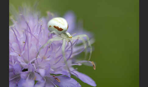 Veränderliche Krabbenspinne (Misumena vatia)