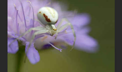 Veränderliche Krabbenspinne (Misumena vatia)