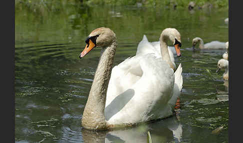 Höckerschwan (Cygnus olor)