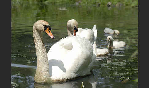 Höckerschwan (Cygnus olor)