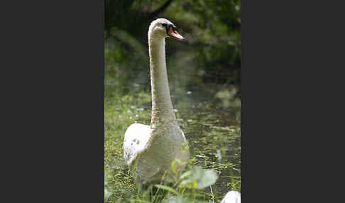 Höckerschwan (Cygnus olor)