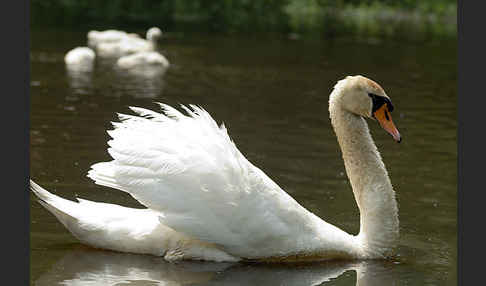 Höckerschwan (Cygnus olor)