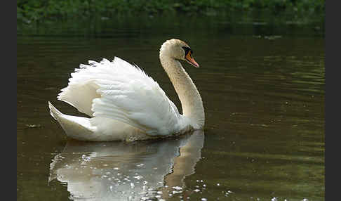 Höckerschwan (Cygnus olor)