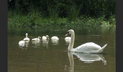 Höckerschwan (Cygnus olor)