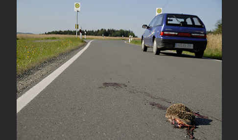 Igel (Erinaceus europaeus)