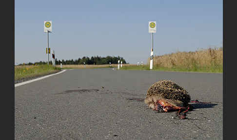 Igel (Erinaceus europaeus)