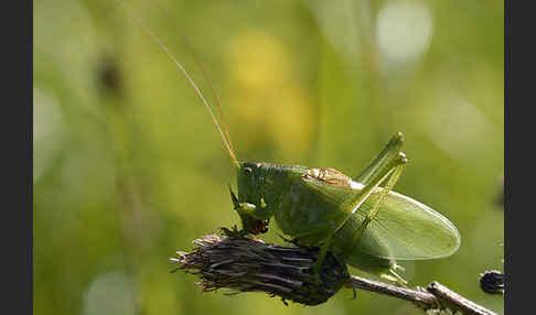 Zwitscher-Heupferd (Tettigonia cantans)