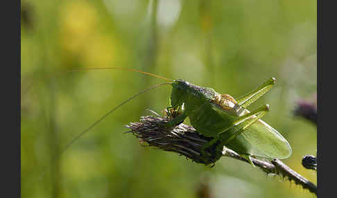 Zwitscher-Heupferd (Tettigonia cantans)