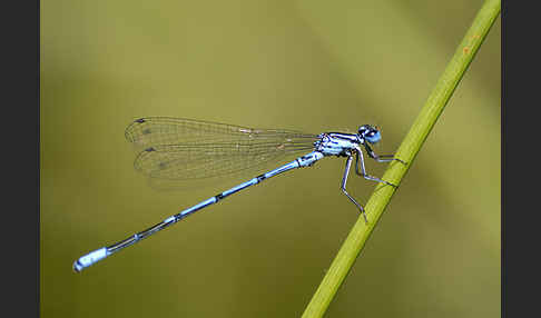 Hufeisen-Azurjungfer (Coenagrion puella)