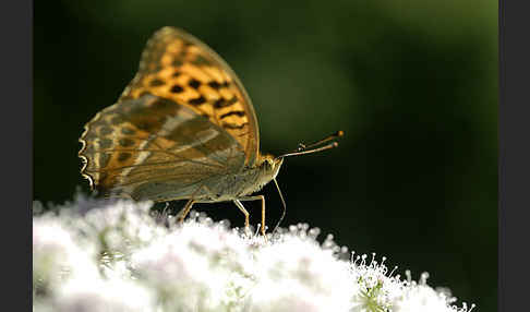 Kaisermantel (Argynnis paphia)