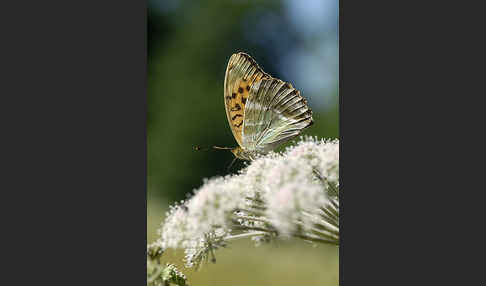 Kaisermantel (Argynnis paphia)