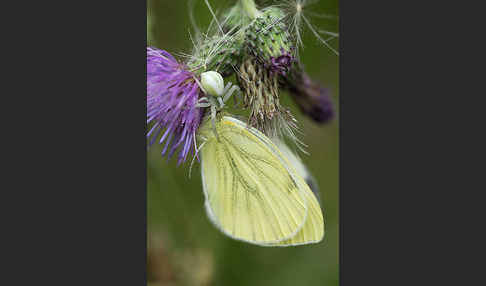 Veränderliche Krabbenspinne (Misumena vatia)