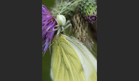 Veränderliche Krabbenspinne (Misumena vatia)