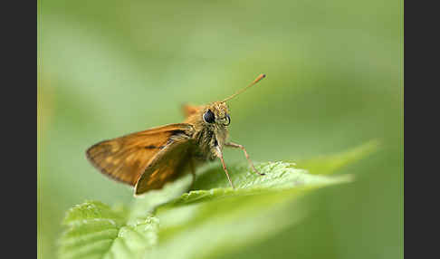 Rostfleckiger Dickkopffalter (Ochlodes sylvanus)