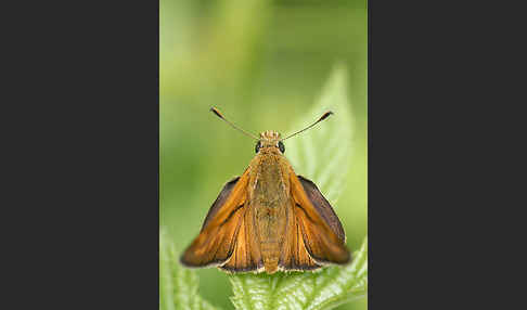 Rostfleckiger Dickkopffalter (Ochlodes sylvanus)