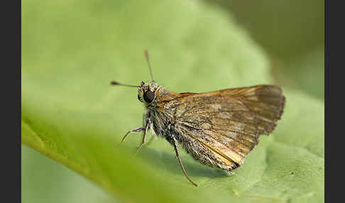 Rostfleckiger Dickkopffalter (Ochlodes sylvanus)