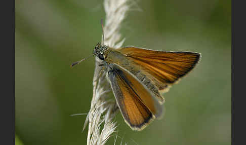 Schwarzkolbiger Braundickkopffalter (Thymelicus lineola)