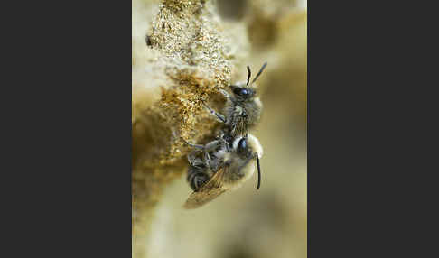 Seidenbiene spec. (Colletes spec)